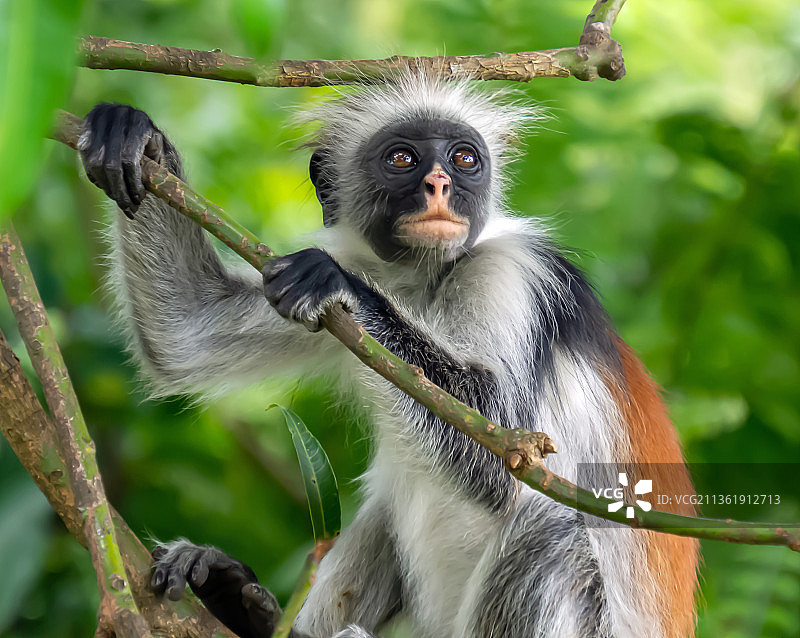 红疣猴，低角度观察坐在树枝上的柯氏红疣猴图片素材