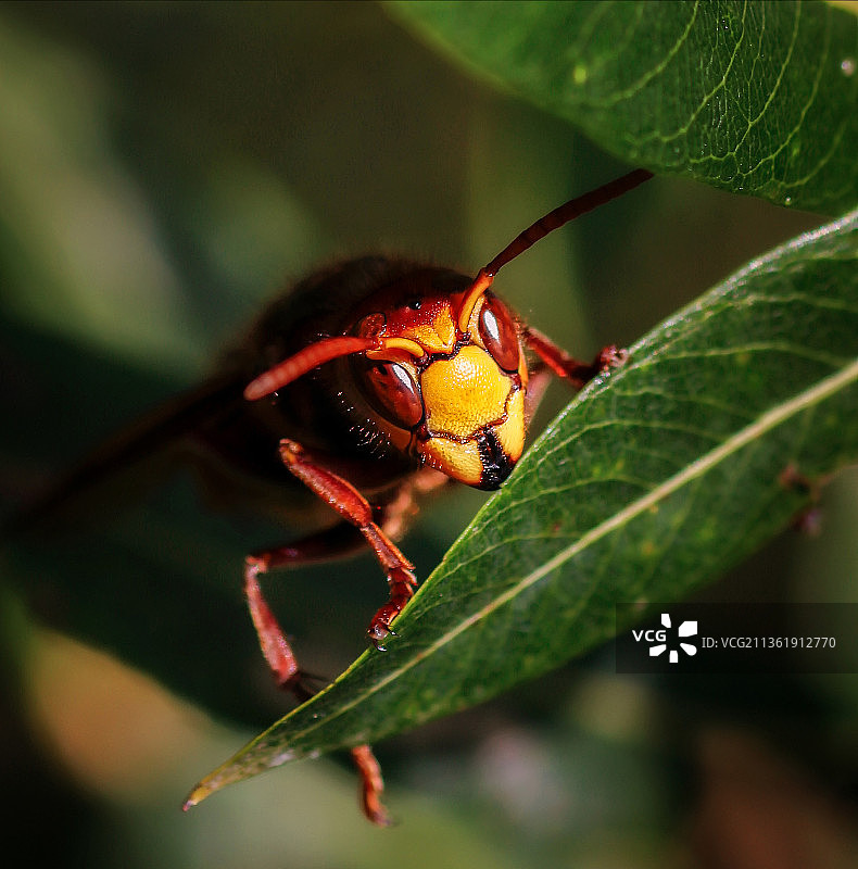 瑞士树叶上昆虫的特写镜头图片素材