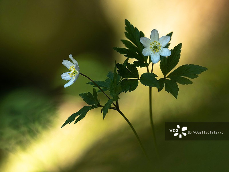 开花植物的林地银莲花特写图片素材