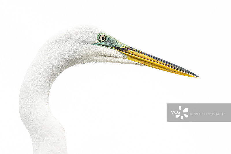 白鹭特写，美国佛罗里达州图片素材