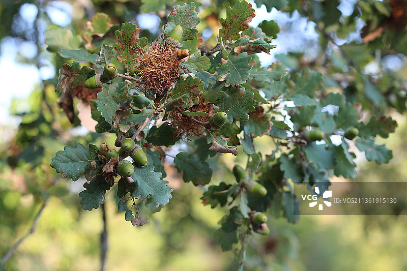 橡树橡子，树木上的开花植物特写图片素材
