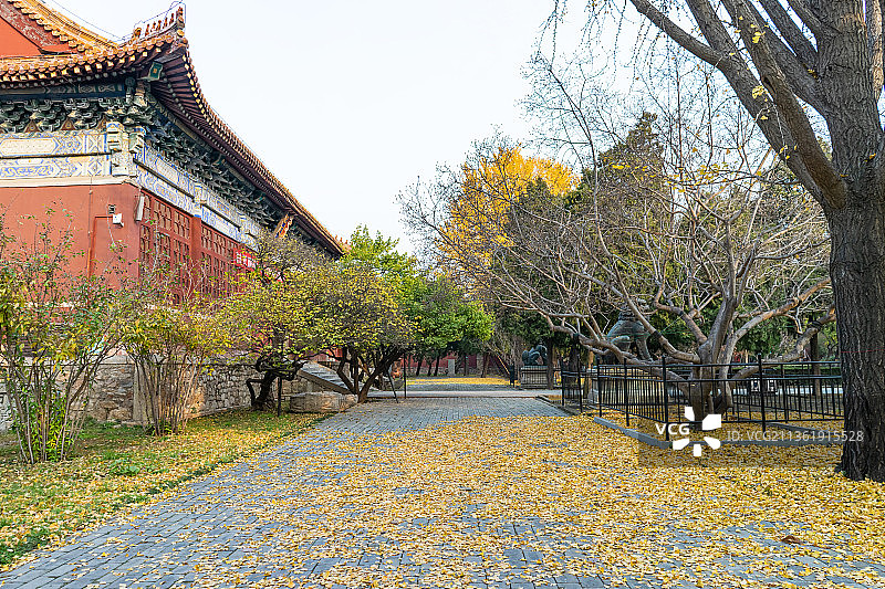 中国山东泰安岱庙里的古典建筑宫殿和秋天地面上的金黄的银杏叶图片素材