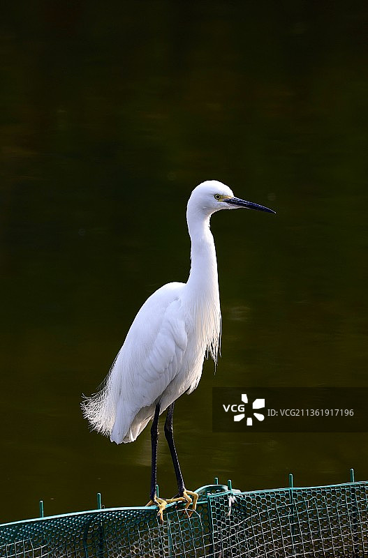 成都浣花溪湖畔的大白鹭图片素材