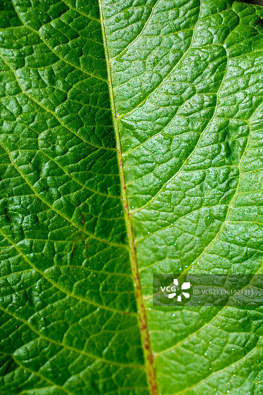 叶子特写镜头图片素材