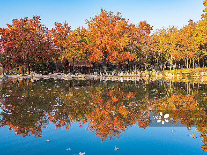 中国江苏苏州著名风景天平山秋天红叶风光图片素材