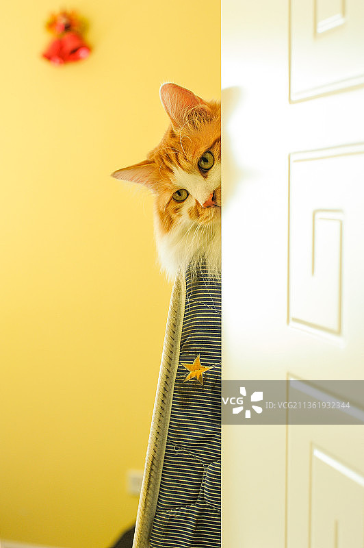 宠物猫图片素材