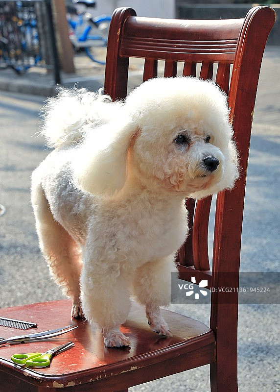 随便拍拍·那一只叫“馒头”的小可爱（3）图片素材