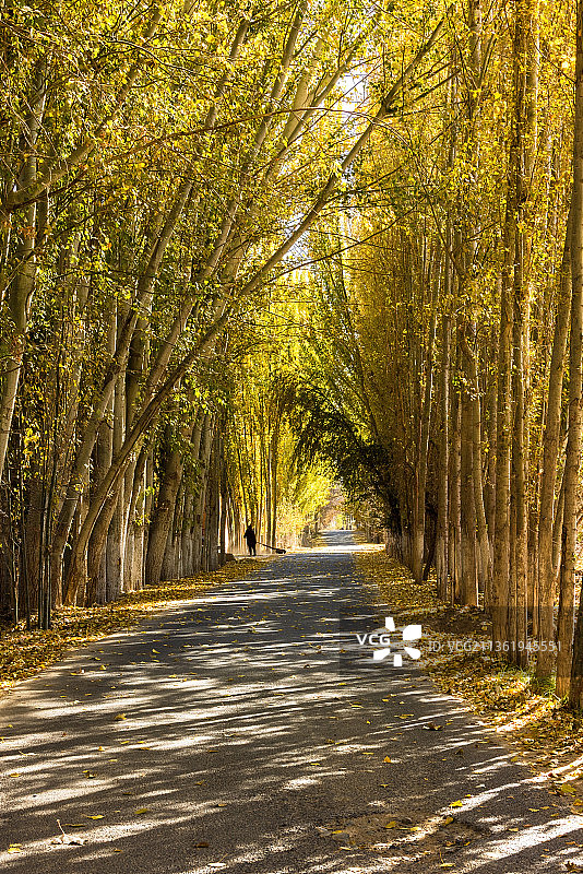 光洒白杨路.泽普图片素材