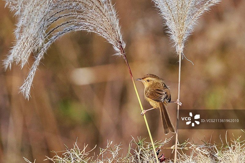 鹪莺和芦苇花图片素材
