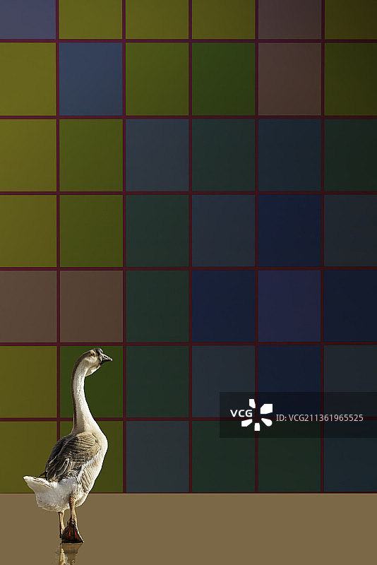 在魔方学校外面徘徊的康德鹅图片素材