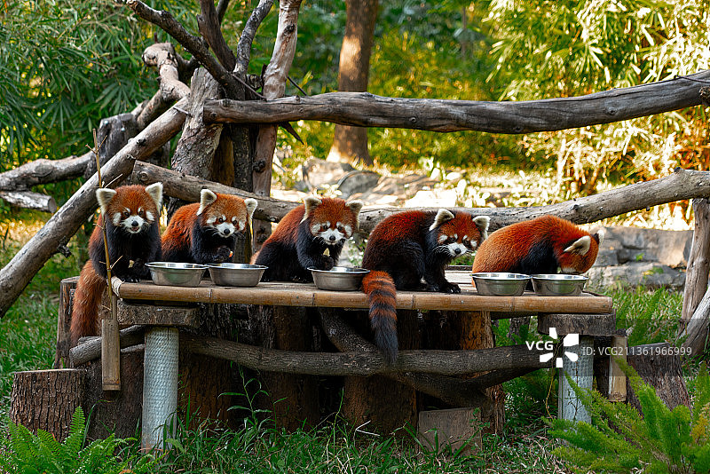 五只大小熊猫图片素材