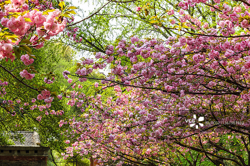江苏苏州大学图片素材