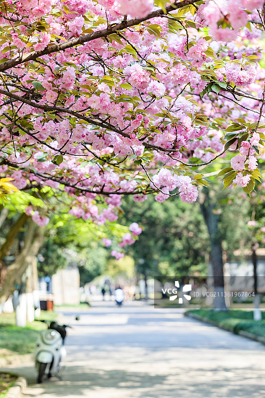 江苏苏州大学图片素材