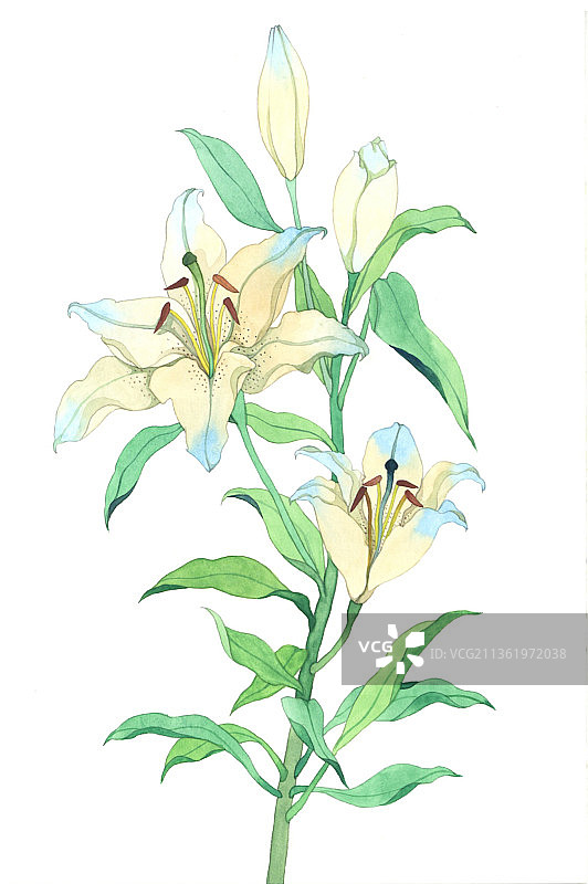 百合图片素材