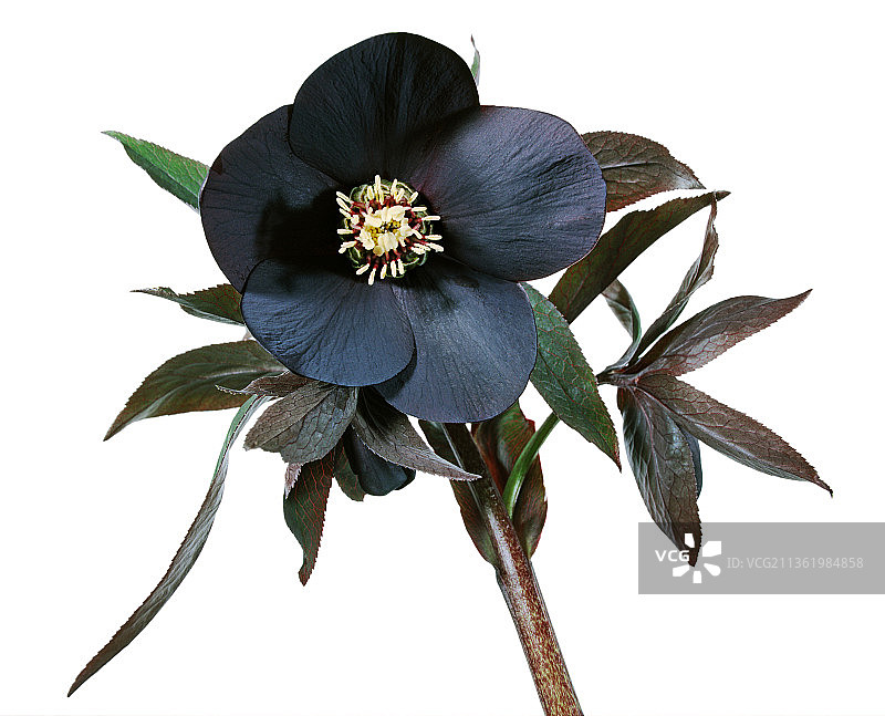 铁筷子：海伦·巴拉德的“约翰·伯贝克”品种图片素材