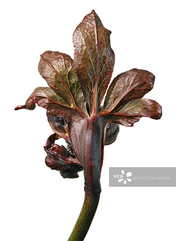 铁筷子，东方铁筷子杂交品种图片素材