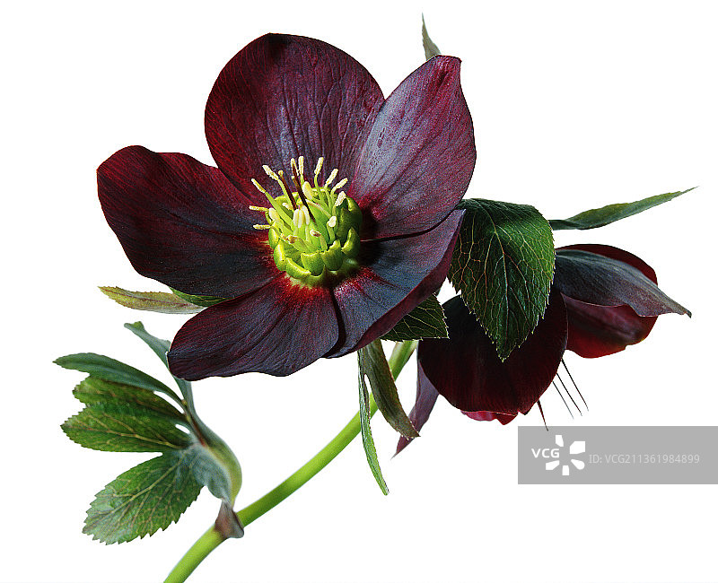 铁筷子，海伦·巴拉德的铁筷子“土星”图片素材