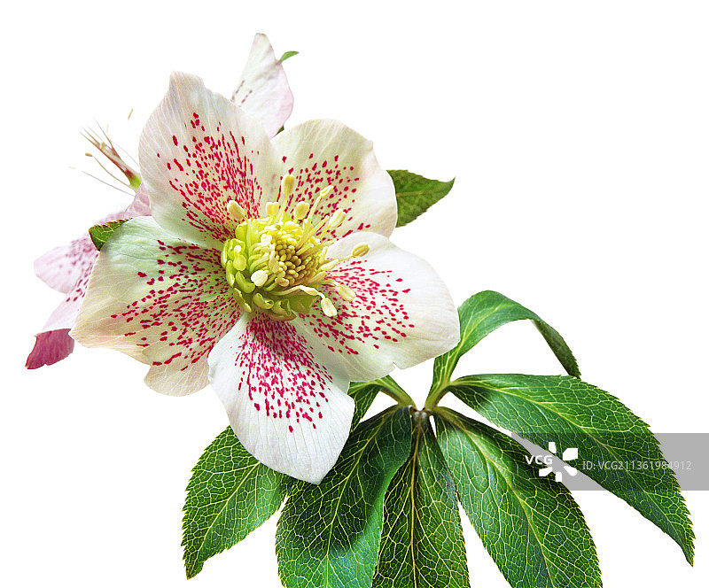 铁筷子，东方铁筷子杂交品种图片素材