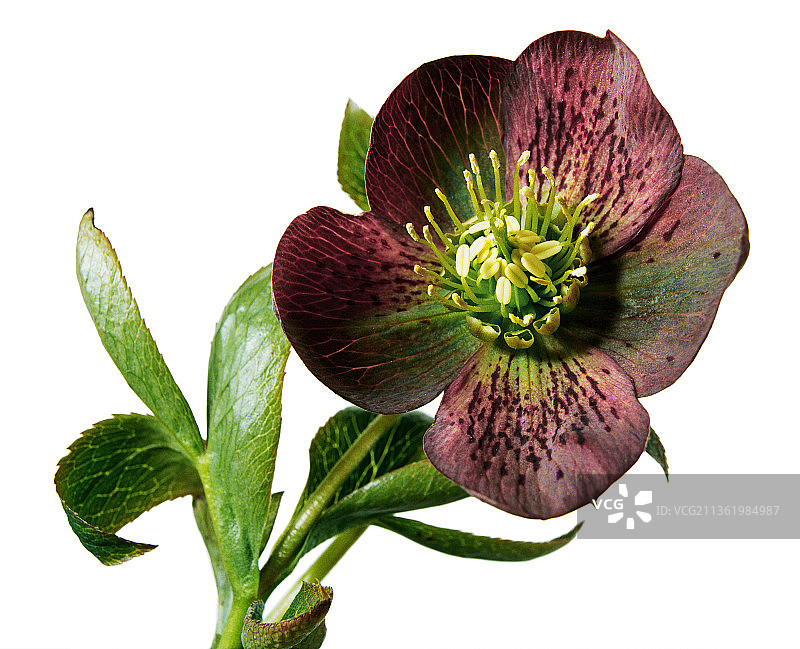 铁筷子，东方铁筷子杂交品种图片素材