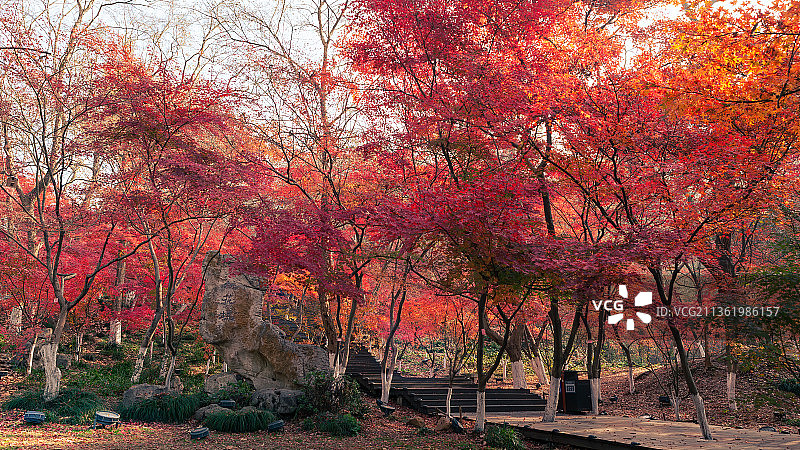 栖霞枫红图片素材