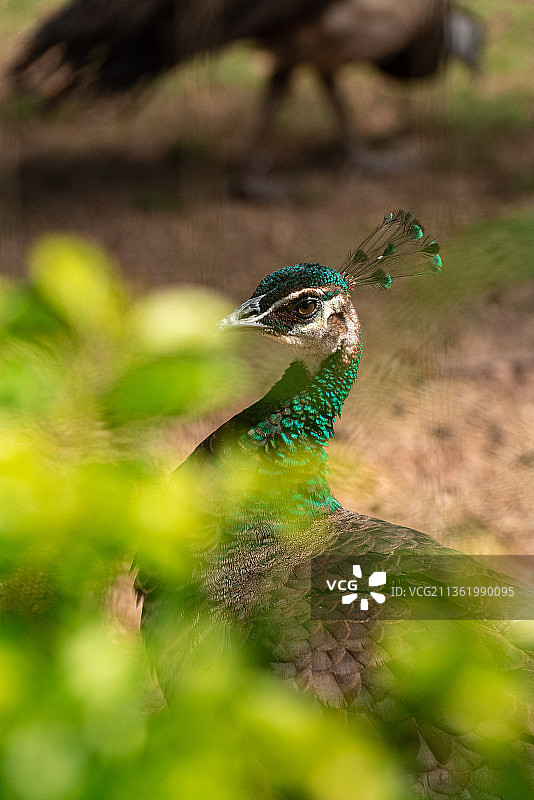 绿孔雀图片素材