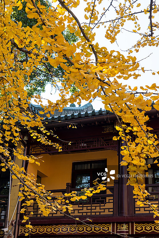 江西九江东林寺银杏树图片素材