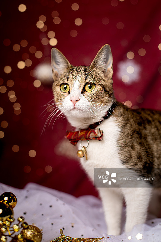 宠物猫中华田园猫的圣诞节肖像照图片素材