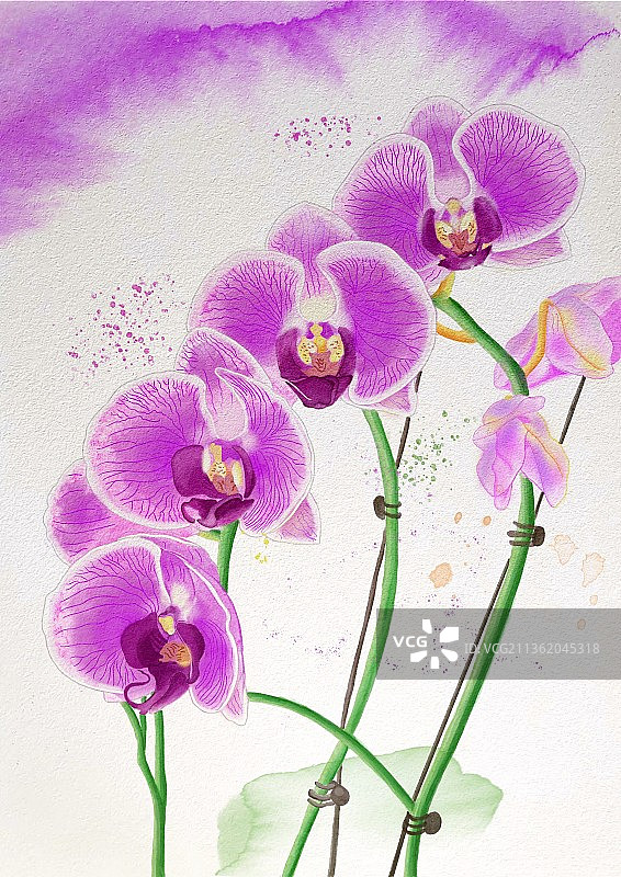 兰花～水彩花卉插画图片素材