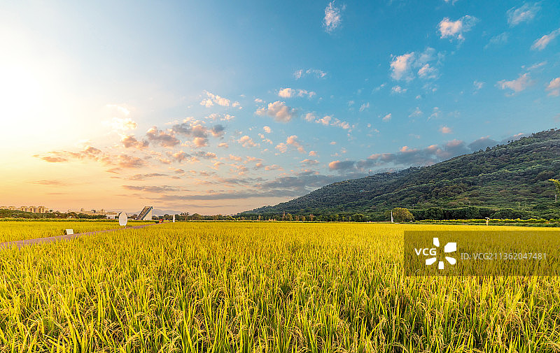 水稻田野田园风光图片素材