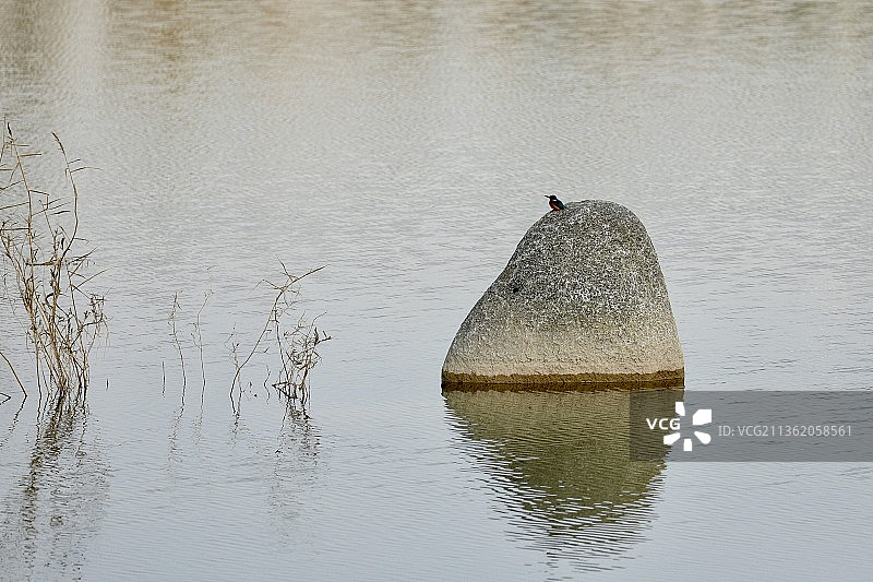 冬日小翠鸟图片素材