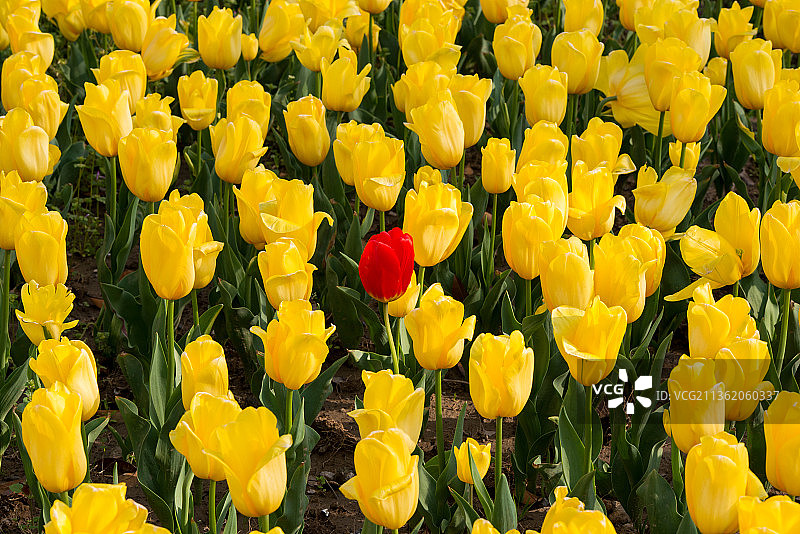 黄色郁金香中卓尔不群的红色郁金香图片素材