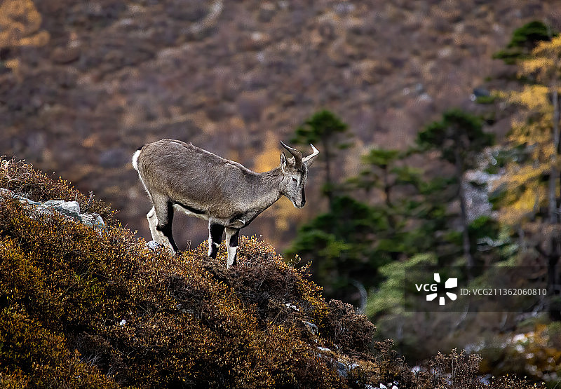 四川甘孜，稻城亚丁，野生动物，岩羊图片素材