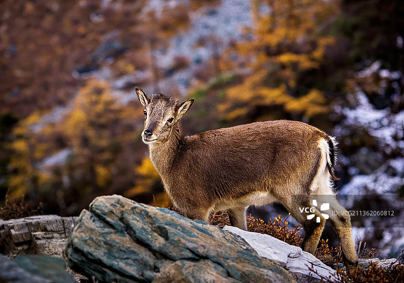 四川甘孜，稻城亚丁，野生动物，岩羊图片素材