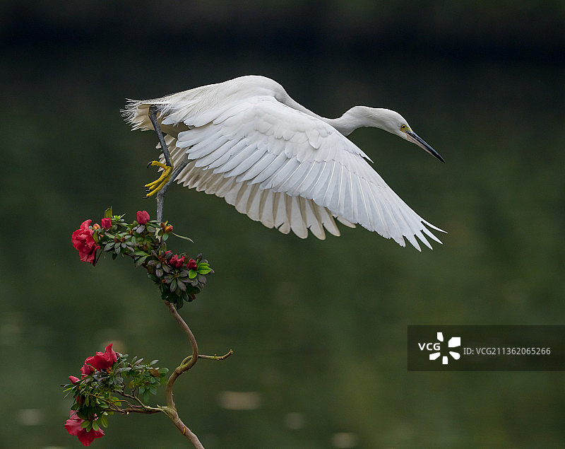 爱护花呗图片素材