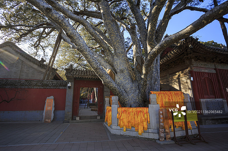 戒台寺，古建筑，冬天，九龙松，千年古树图片素材