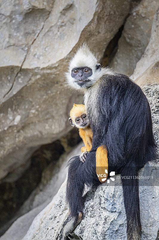 岩石上的母子（野生白头叶猴图片素材