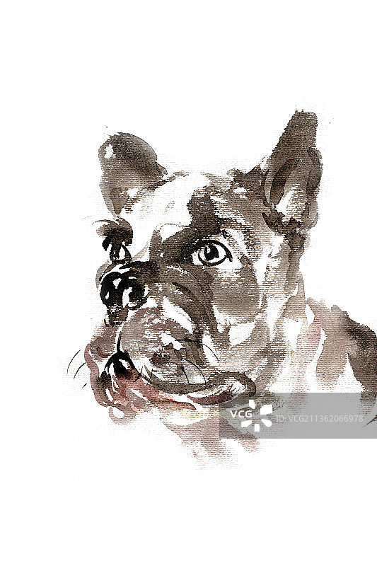 可爱的小狗图片素材