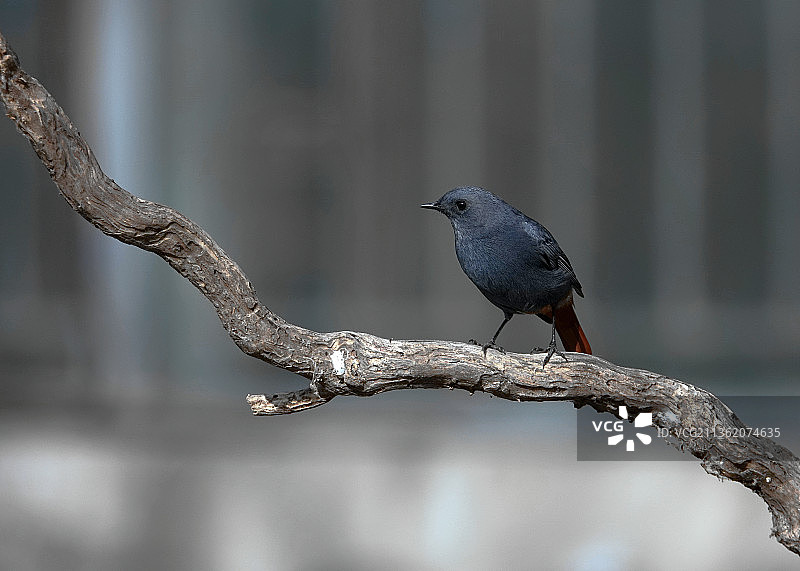 红尾水鸲图片素材