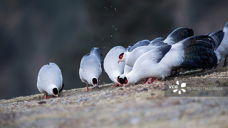 可爱的白马鸡图片素材