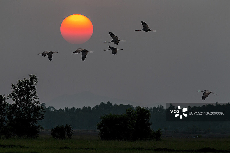 赤颈鹤归来图片素材