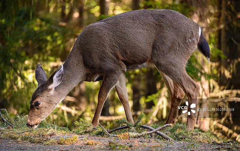 田野中站立的骡鹿侧面图图片素材