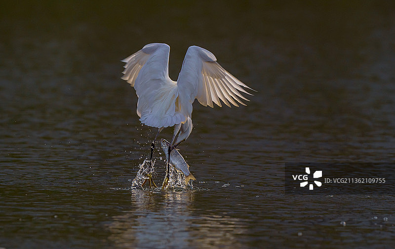 白鹭捕鱼图片素材