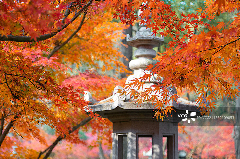 栖霞红枫图片素材