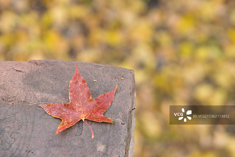 红叶图片素材
