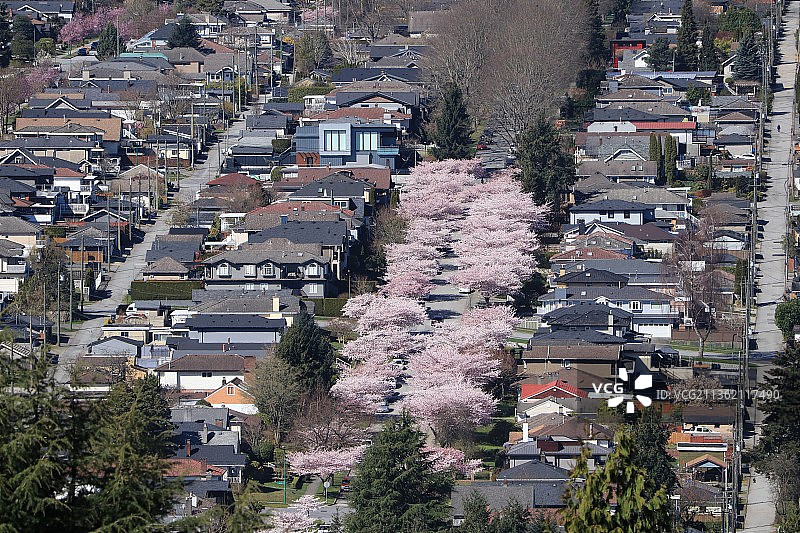 航拍下的初春城市街道和樱花图片素材