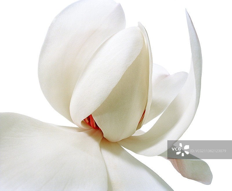 玉兰花图片素材