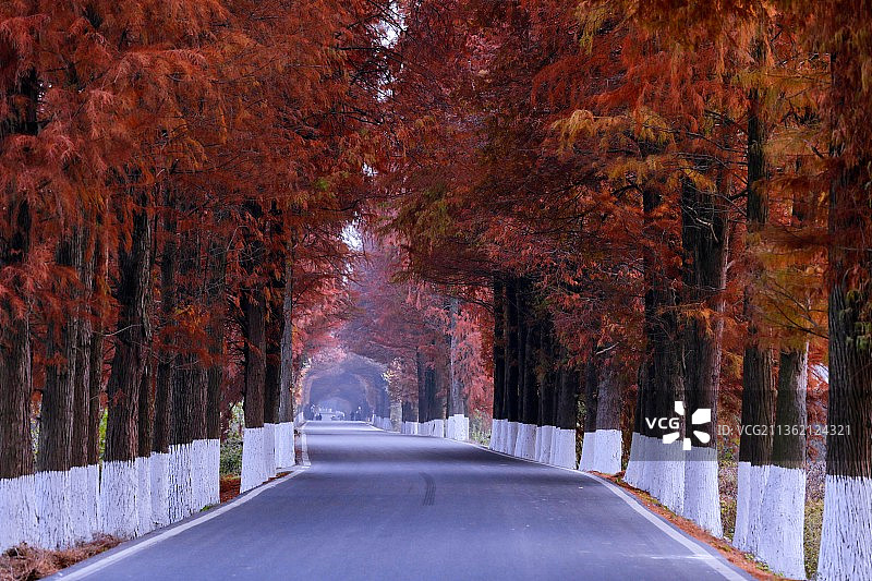 冬日醉美红杉路图片素材