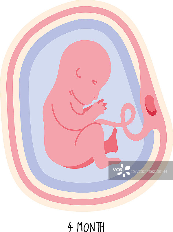 胚胎发育第四个月图片素材
