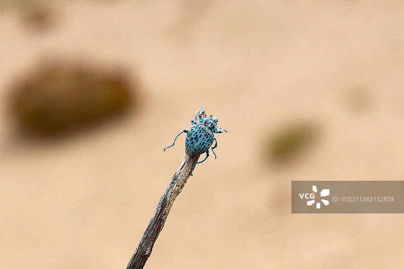 沙漠甲虫图片素材
