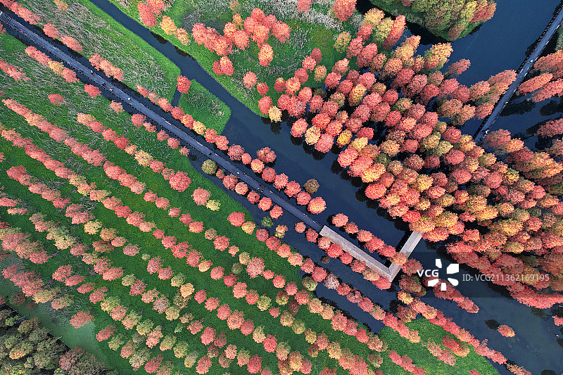 水上森林红杉树图片素材